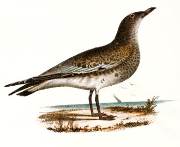 295. Fork-tailed Petrel (Thalassidroma leachi) 296. Laughing Gull (Larus atricilla) illustration from Zoology of New York (1842–1844) by James Ellsworth De Kay.
