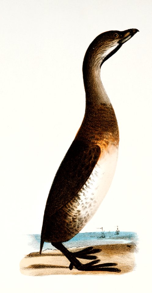 307. Red-necked Grebe (Podiceps rubricollis) 308. Dipper (Hydroka carolinensis) illustration from Zoology of New York (1842–1844) by James Ellsworth De Kay.