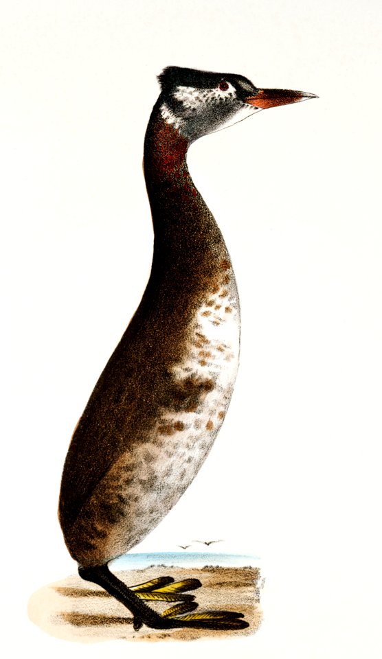 307. Red-necked Grebe (Podiceps rubricollis) 308. Dipper (Hydroka carolinensis) illustration from Zoology of New York (1842–1844) by James Ellsworth De Kay.