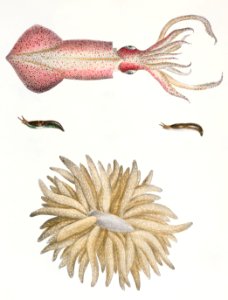 Different types of Squids illustration from Zoology of New York (1842–1844) by James Ellsworth De Kay.