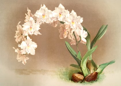 Odontoglossum crispum from Reichenbachia Orchids (1888-1894) by Frederick Sander (1847-1920).. Free illustration for personal and commercial use.