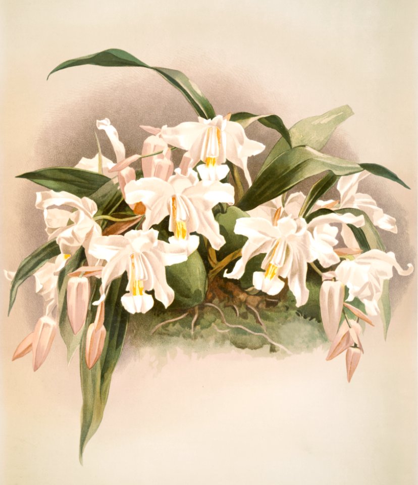 Coelogyne cristata maxima from Reichenbachia Orchids (1888-1894) illustrated by Frederick Sander (1847-1920).