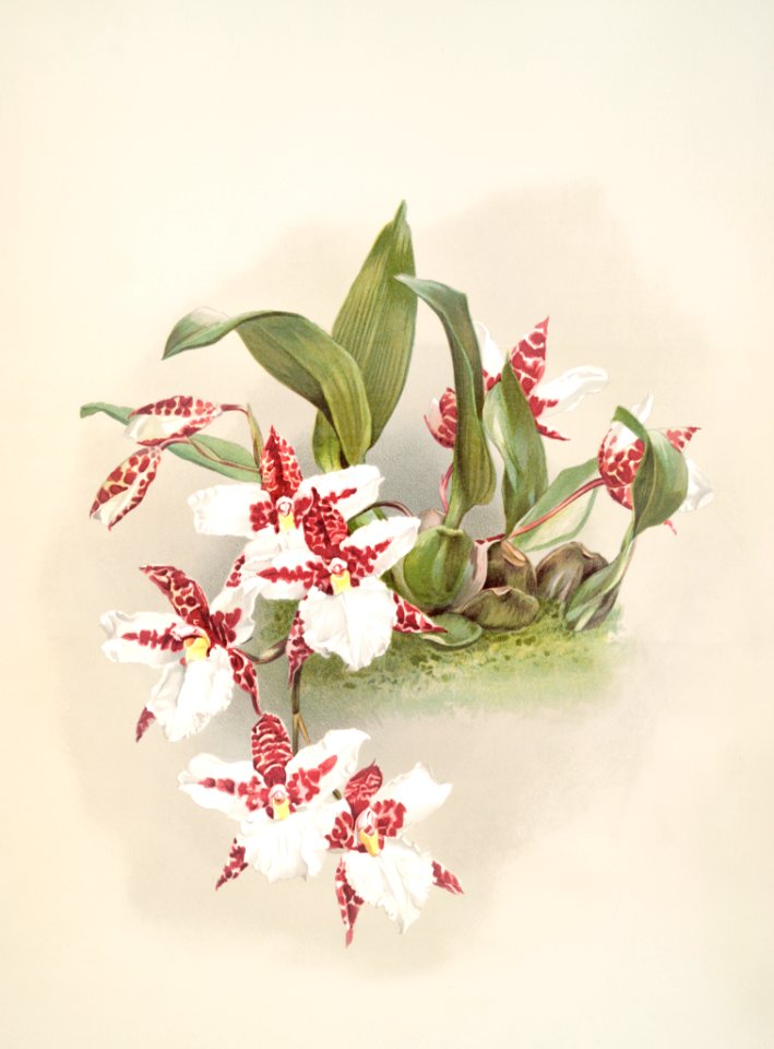Odontoglossum rossii from Reichenbachia Orchids (1888-1894) by Frederick Sander (1847-1920).. Free illustration for personal and commercial use.