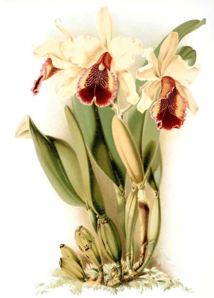 Cattleya dowiana aurea from Reichenbachia Orchids (1888-1894) by Frederick Sander (1847-1920).