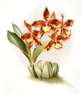 Odontoglossum insleayi splendens from Reichenbachia Orchids (1888-1894) illustrated by Frederick Sander (1847-1920).. Free illustration for personal and commercial use.