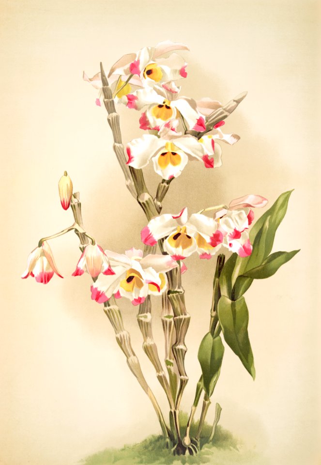 Dendrobium wardianum from Reichenbachia Orchids (1888-1894) illustrated by Frederick Sander (1847-1920).