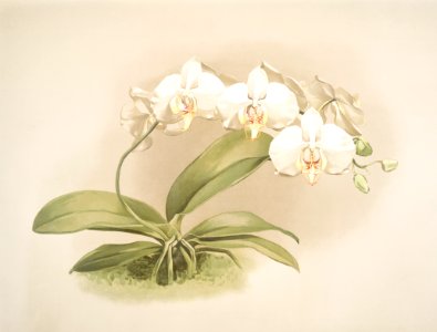 Phalaenopsis grandiflora aurea from Reichenbachia Orchids (1888-1894) illustrated by Frederick Sander (1847-1920).
