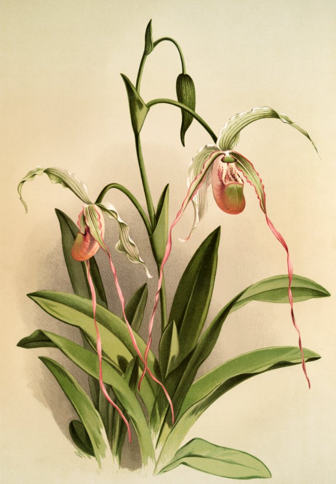 Selenipedium hybridum grande from Reichenbachia Orchids (1888-1894) illustrated by Frederick Sander (1847-1920).