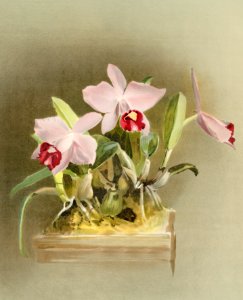 Lælia præstans from Reichenbachia Orchids (1888-1894) illustrated by Frederick Sander (1847-1920).