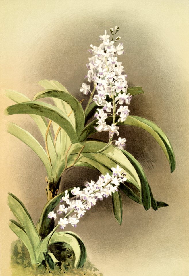 Saccolabium cœleste from Reichenbachia Orchids (1888-1894) illustrated by Frederick Sander (1847-1920).