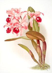 Cattleya lawrenceana from Reichenbachia Orchids (1888-1894) illustrated by Frederick Sander (1847-1920).