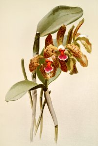 Cattleya granulosa var schofieldiana from Reichenbachia Orchids (1888-1894) illustrated by Frederick Sander (1847-1920).