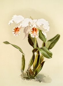 Cattleya mossiæ var reineckiana from Reichenbachia Orchids (1888-1894) illustrated by Frederick Sander (1847-1920).