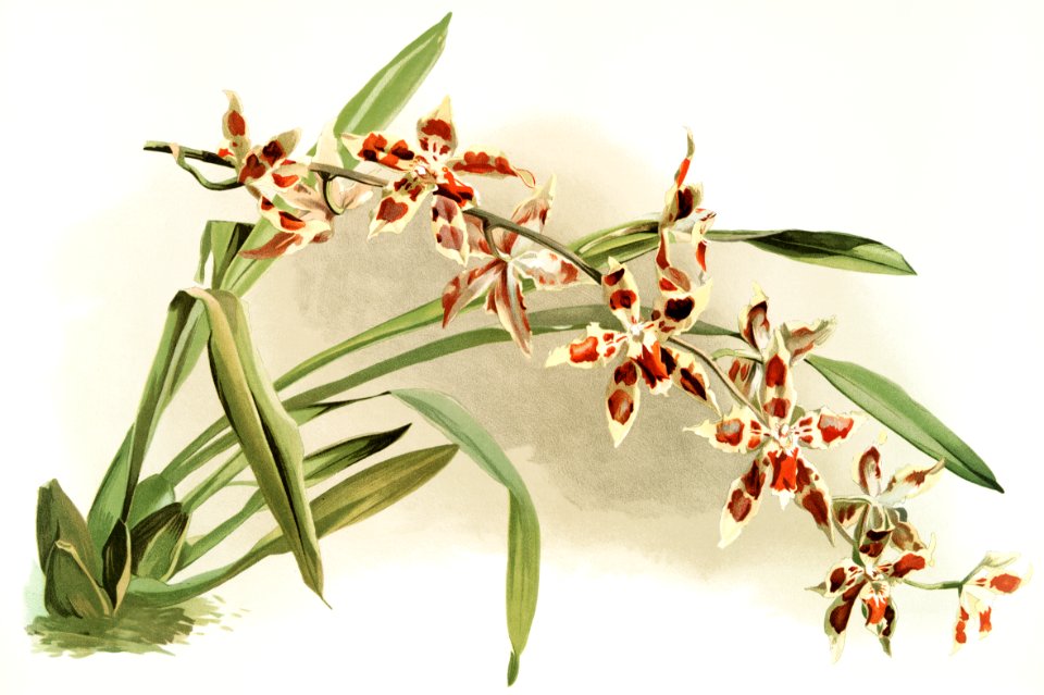 Odontoglossum coradinei from Reichenbachia Orchids (1888-1894) illustrated by Frederick Sander (1847-1920).