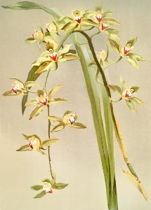 Cymbidium lowianum from Reichenbachia Orchids (1888-1894) illustrated by Frederick Sander (1847-1920).