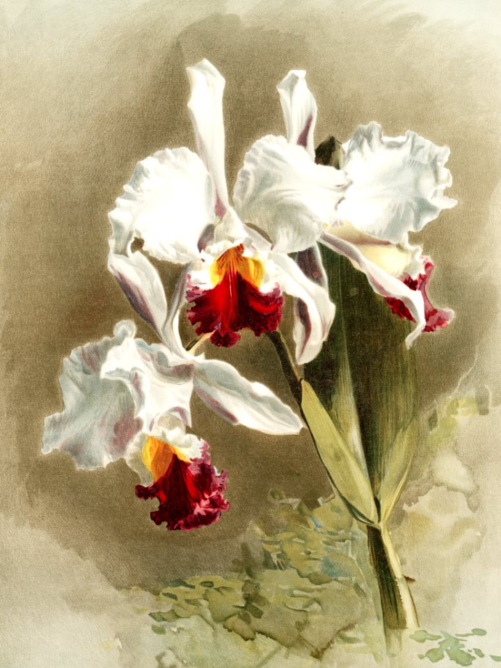 Cattleya mendellii var measuresiana from Reichenbachia Orchids (1888-1894) illustrated by Frederick Sander (1847-1920).