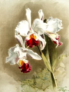 Cattleya mendellii var measuresiana from Reichenbachia Orchids (1888-1894) illustrated by Frederick Sander (1847-1920).. Free illustration for personal and commercial use.