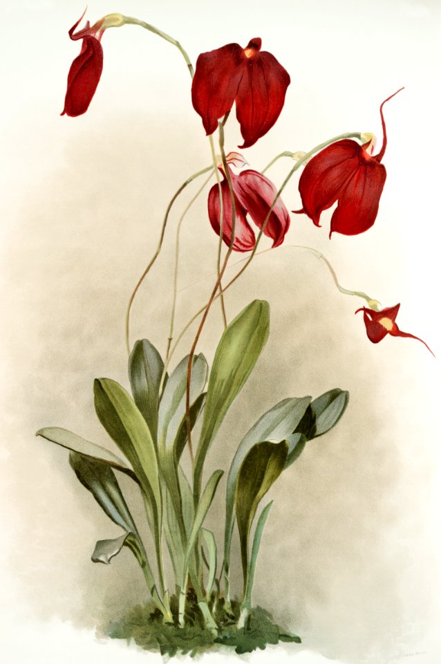 Masdevallia harryana splendens from Reichenbachia Orchids (1888-1894) illustrated by Frederick Sander (1847-1920).