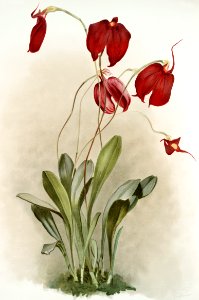 Masdevallia harryana splendens from Reichenbachia Orchids (1888-1894) illustrated by Frederick Sander (1847-1920).. Free illustration for personal and commercial use.