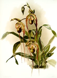 Selenipedium hybridum nitidissimum from Reichenbachia Orchids (1888-1894) illustrated by Frederick Sander (1847-1920).