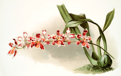 Odontoglossum (hybridum) leroyanum from Reichenbachia Orchids (1888-1894) illustrated by Frederick Sander (1847-1920).. Free illustration for personal and commercial use.