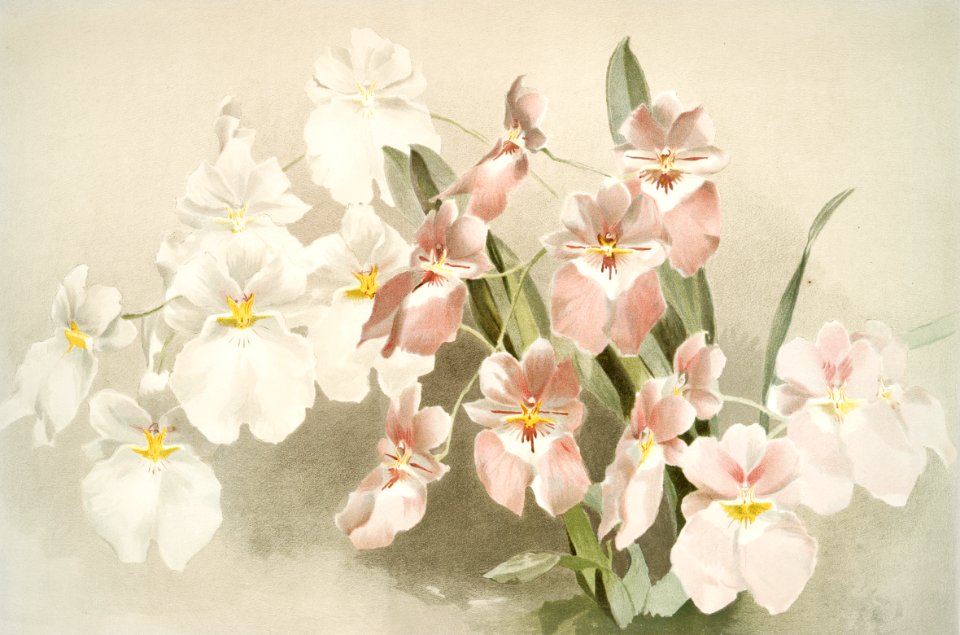 Odontoglossum vexillarium from Reichenbachia Orchids (1888-1894) illustrated by Frederick Sander (1847-1920).
