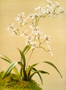 Odontoglossum ramosissimum from Reichenbachia Orchids (1888-1894) illustrated by Frederick Sander (1847-1920).
