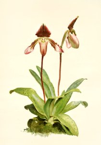 Cypripedium (hybridum) castleanum from Reichenbachia Orchids (1888-1894) illustrated by Frederick Sander (1847-1920).