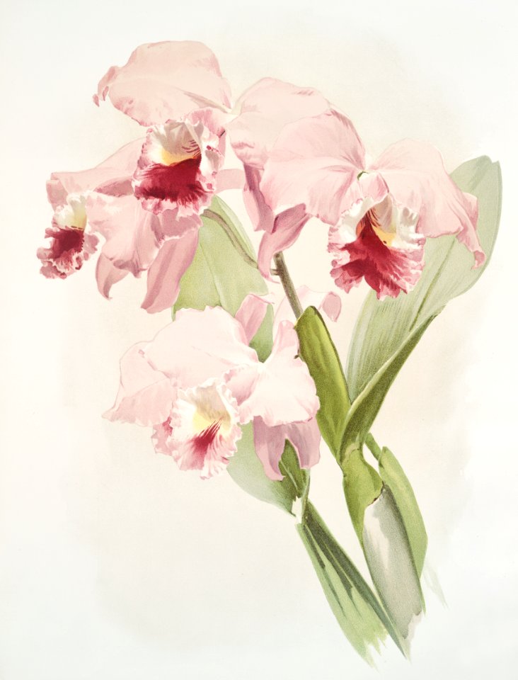 Cattleya labiata from Reichenbachia Orchids (1888-1894) illustrated by Frederick Sander (1847-1920).