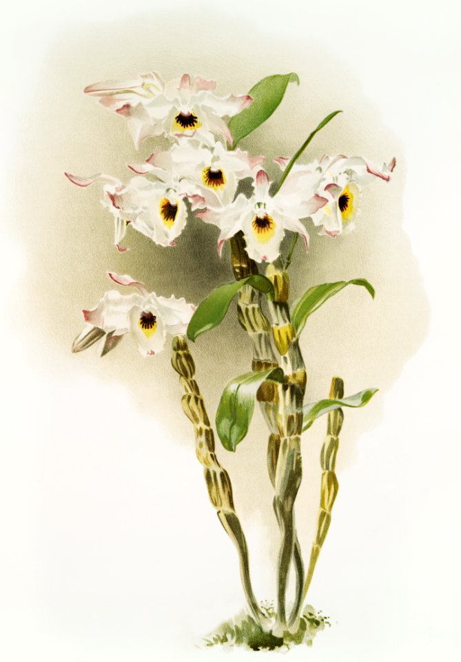 Dendrobium melanodiscus from Reichenbachia Orchids (1888-1894) illustrated by Frederick Sander (1847-1920).