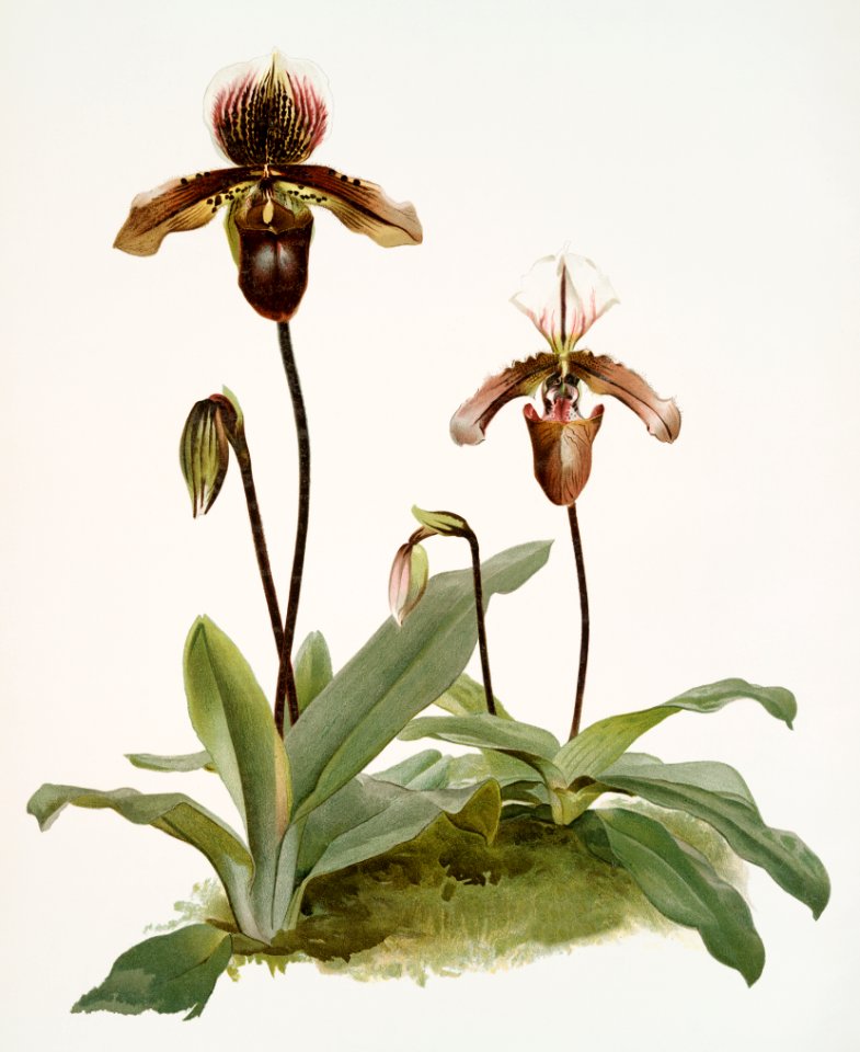 Cypripedium (hybridum) pollettianum, Cypripedium (hybridum) maynardii from Reichenbachia Orchids (1888-1894) illustrated by Frederick Sander (1847-1920).