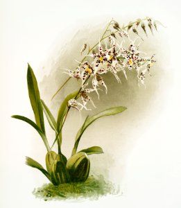 Odontoglossum nævium from Reichenbachia Orchids (1888-1894) illustrated by Frederick Sander (1847-1920).. Free illustration for personal and commercial use.