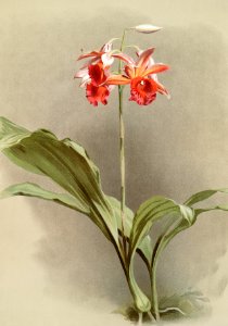 Phaius hybridus cooksonii from Reichenbachia Orchids (1888-1894) illustrated by Frederick Sander (1847-1920).