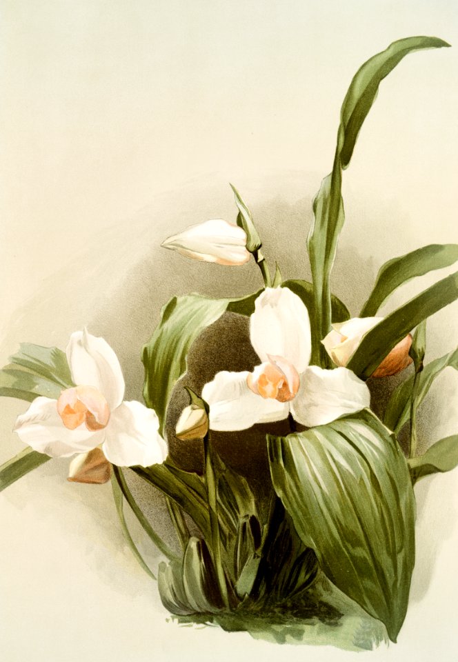 Lycaste skinnerii armeniaca from Reichenbachia Orchids (1888-1894) illustrated by Frederick Sander (1847-1920).