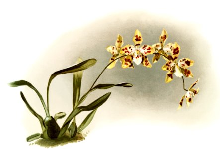 Odontoglossum excellens from Reichenbachia Orchids (1888-1894) illustrated by Frederick Sander (1847-1920).. Free illustration for personal and commercial use.