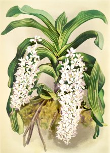Saccolabium giganteum from Reichenbachia Orchids (1888-1894) illustrated by Frederick Sander (1847-1920).. Free illustration for personal and commercial use.