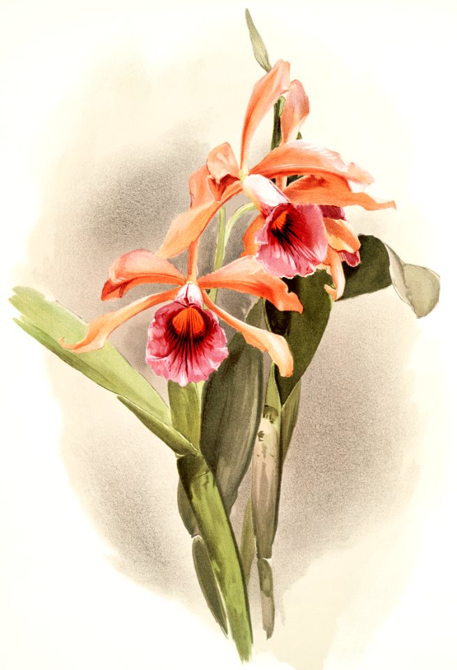 Lælia grandis from Reichenbachia Orchids (1888-1894) illustrated by Frederick Sander (1847-1920).