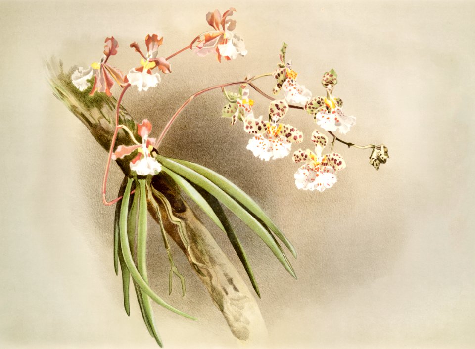 Oncidium jonesianum, Oncidium jonesianum haeanthum from Reichenbachia Orchids (1888-1894) illustrated by Frederick Sander (1847-1920).