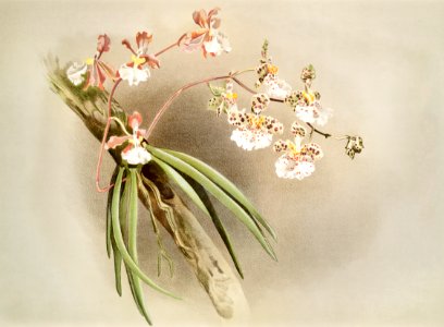 Oncidium jonesianum, Oncidium jonesianum haeanthum from Reichenbachia Orchids (1888-1894) illustrated by Frederick Sander (1847-1920).