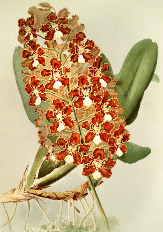 Odontoglossum coronarium from Reichenbachia Orchids (1888-1894) illustrated by Frederick Sander (1847-1920).