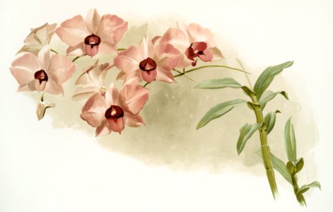 Dendrobium phalænopsis var from Reichenbachia Orchids (1888-1894) illustrated by Frederick Sander (1847-1920).