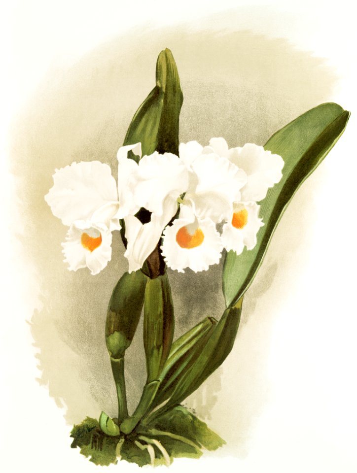 Cattleya schroederoe alba from Reichenbachia Orchids (1888-1894) illustrated by Frederick Sander (1847-1920).