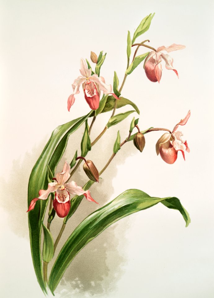 Selenipedium (hybridum) weidlichianum from Reichenbachia Orchids (1888-1894) illustrated by Frederick Sander (1847-1920).