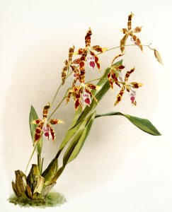 Odontoglossum wattianum from Reichenbachia Orchids (1888-1894) illustrated by Frederick Sander (1847-1920).. Free illustration for personal and commercial use.