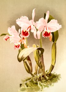 Cattleya labiata var luedemanniana from Reichenbachia Orchids (1888-1894) illustrated by Frederick Sander (1847-1920).