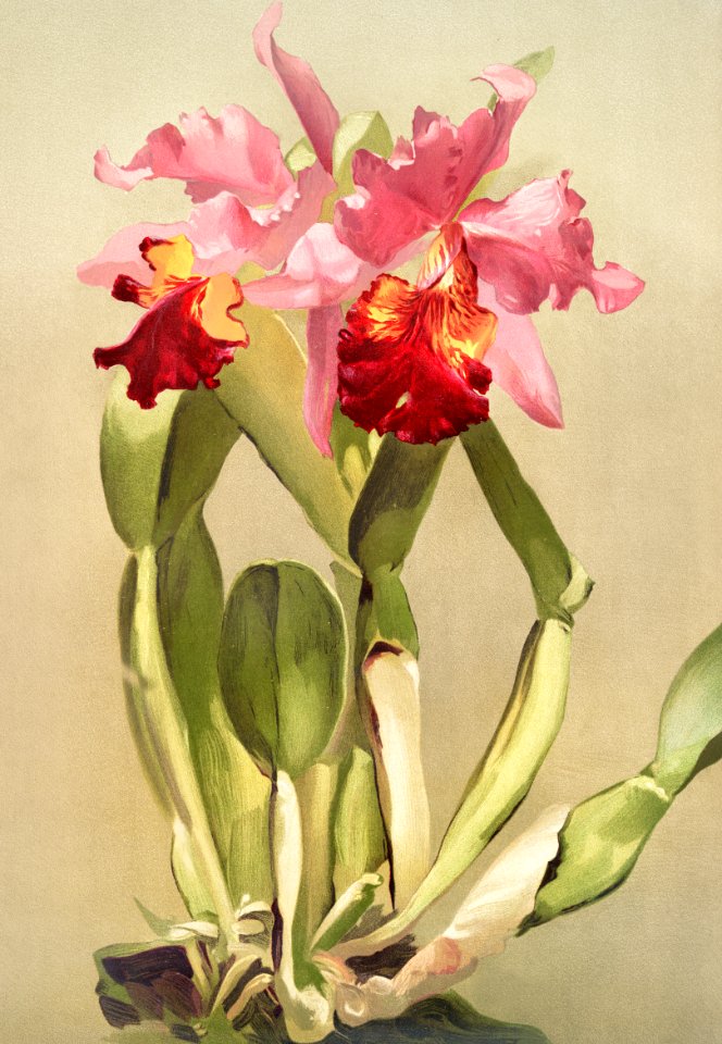 Cattleya (hybrida) hardyana from Reichenbachia Orchids (1888-1894) illustrated by Frederick Sander (1847-1920).