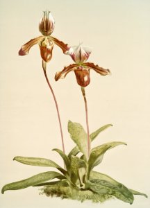 Cypripedium (hybridum) laucheanum, cypripedium (hybridum) eyermanianum from Reichenbachia Orchids (1888-1894) illustrated by Frederick Sander (1847-1920).