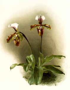 Cypripedium lathamianum inversum from Reichenbachia Orchids (1888-1894) illustrated by Frederick Sander (1847-1920).