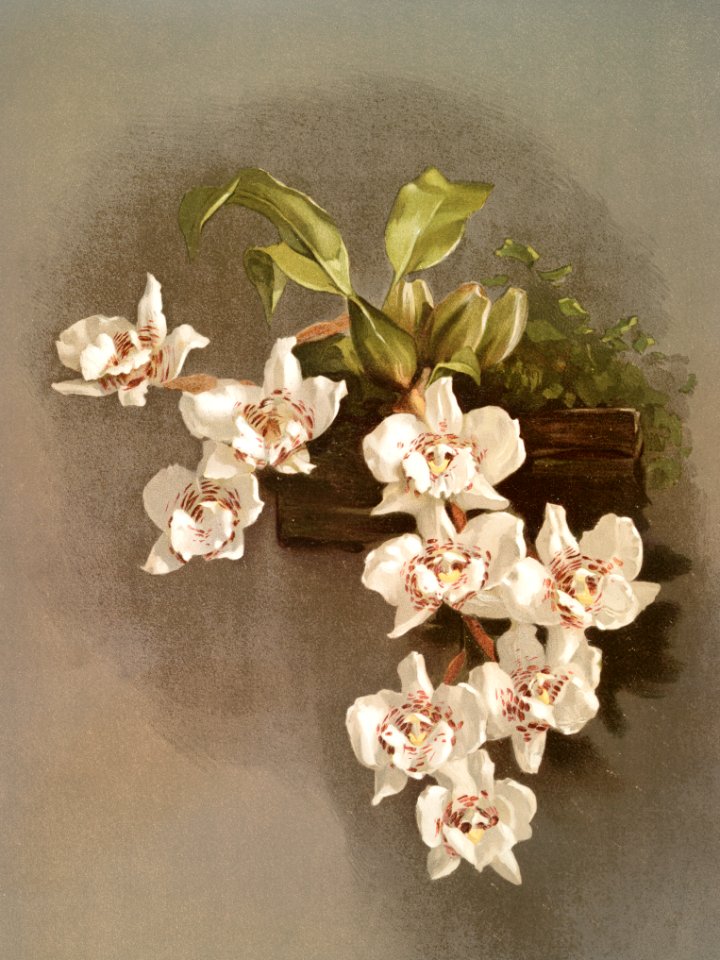 Odontoglossum cervantesii decorum from Reichenbachia Orchids (1888-1894) illustrated by Frederick Sander (1847-1920).