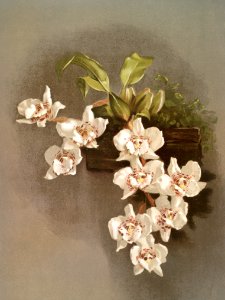Odontoglossum cervantesii decorum from Reichenbachia Orchids (1888-1894) illustrated by Frederick Sander (1847-1920).. Free illustration for personal and commercial use.